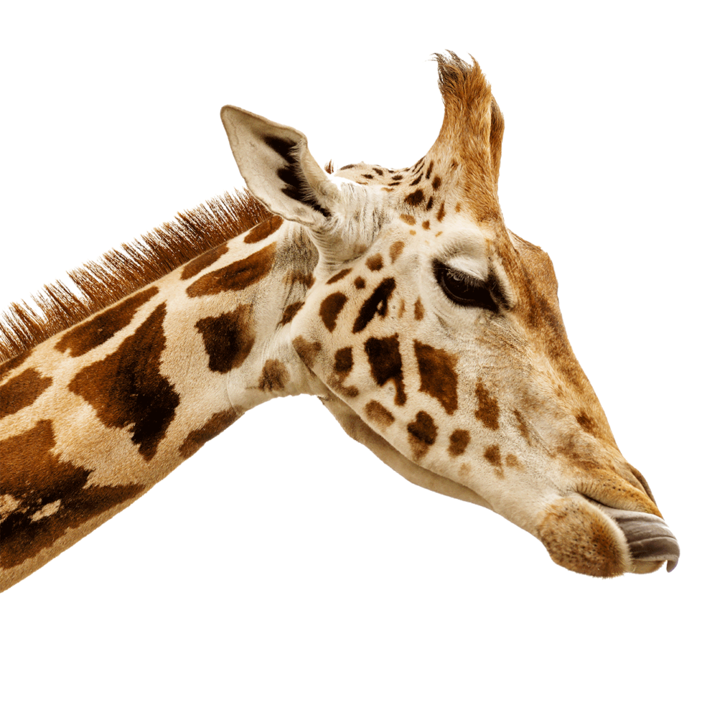 Giraffe Design