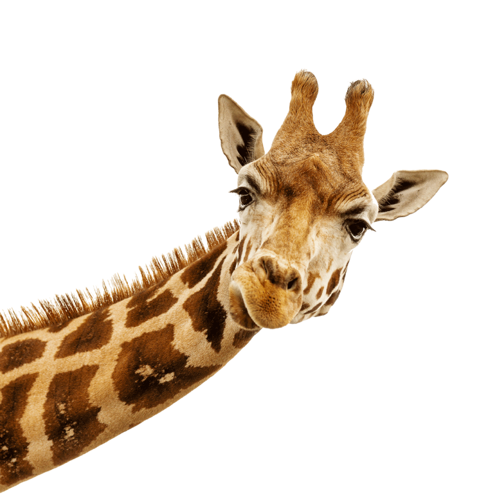 Giraffe Design